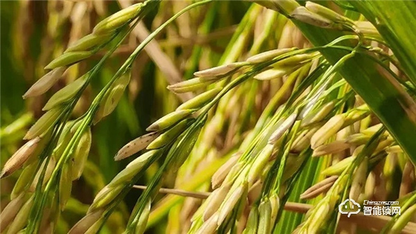 Gleewell格里維爾｜你發現了嗎？所有治愈的美好，都藏在生活的細節里